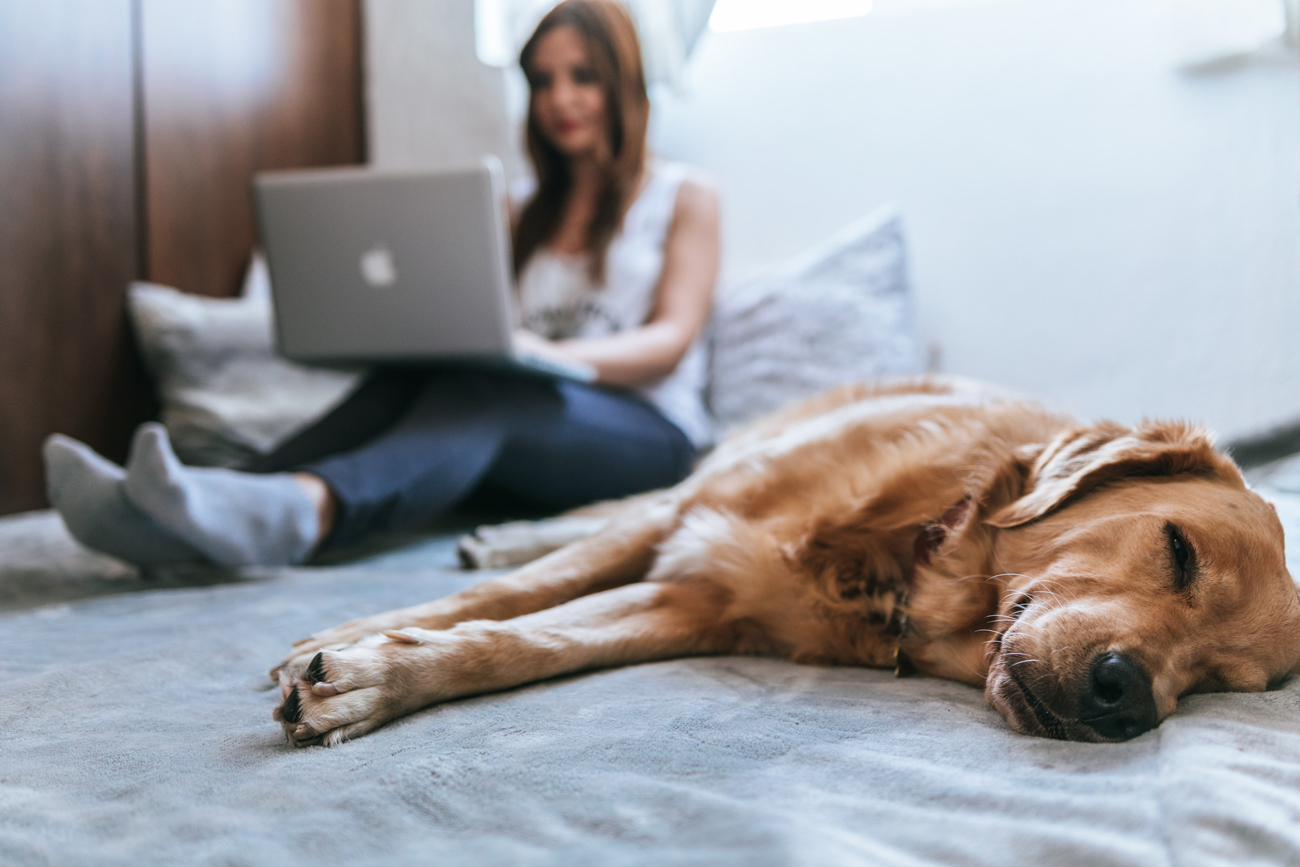 A woman sitting on her bed on her laptop with a dog laying down at the end of the bed